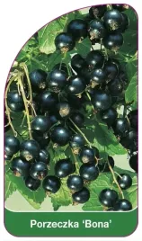 etykiety-szkolkarskie-z-gumka-porzeczka-bona