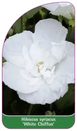 etykiety-ketmia-syryjska-white-chiffon