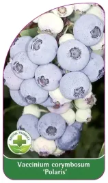 etykiety-szkolkarskie-borowka-wysoka-polaris