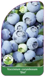 etykiety-szkolkarskie-borowka-wysoka-dixi