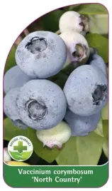 etykiety-szkolkarskie-borowka-wysoka-north-countr