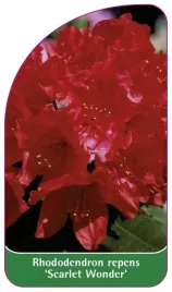 etykiety-rozanecznik-rozeslany-scarlett-wonder