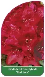 etykiety-rododendron-hybride-red-jack