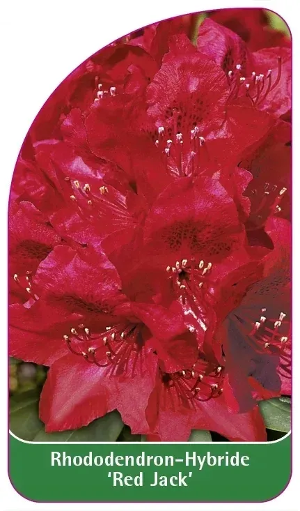etykiety-rododendron-hybride-red-jack-stan-nowy