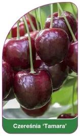 etykiety-szkolkarskie-czeresnia-tamara