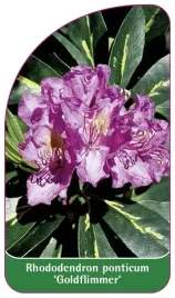 etykiety-rozanecznik-pontyjski-goldflimmer