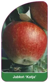 etykiety-szkolkarskie-z-gumka-jablon-katja