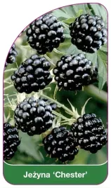 etykiety-szkolkarskie-z-gumka-jezyna-chester