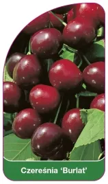 etykiety-szkolkarskie-czeresnia-burlat