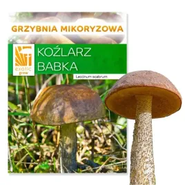 grzybnia-kozlarz-babka-kozlaki-zywa-grzybnia-150g