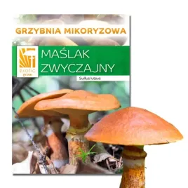 maslak-zwyczajny-hodowla-w-ogrodzie-zywa-grzybnia-uprawa-maslaka