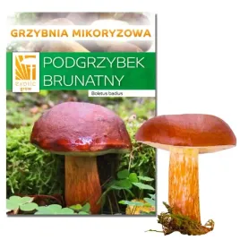 podgrzybek-brunatny-wlasna-hodowla-podgrzybkow-zywa-grzybnia-uprawa-ogrod