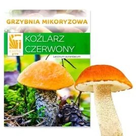 zywa-grzybnia-kozlarz-czerwony-wlasna-hodowla-grzybow-grzybnia-krawiec