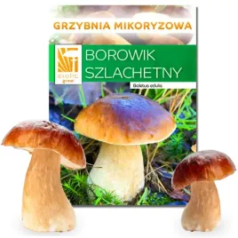 grzybnia-borowik-szlachetny-prawdziwki-hodowla