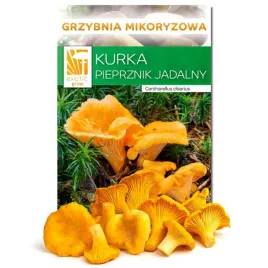 grzybnia-kurka-pieprznik-jadalny-or-wlasna-hodowla-kurek-grzyby-w-ogrodzie