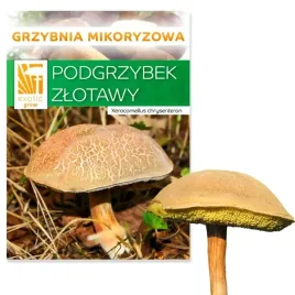 grzybnia-podgrzybek-zlotawy-hodowla-w-ogrodzie-150