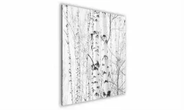 obraz-na-szkle-kwadratowy-70x70cm-011-brzozy