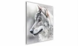obraz-na-szkle-kwadratowy-70x70cm-028-glowa-wilka