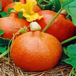 dynia-olbrzymia-uchiki-kuri-hokkaido-idealna-do-zup-dla-dzieci-nasiona-5g