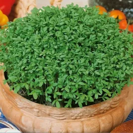 toraf-kielki-rzezucha-caloroczna-nasiona-do-zup-salatek-surowek-twarozku