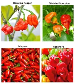 zestaw-do-uprawy-na-prezent-mega-ostre-papryczki-juz-wysiane-nasiona