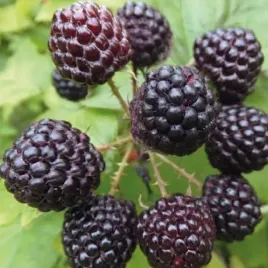 malina-czarna-black-jewel-najwieksze-owoce-2l