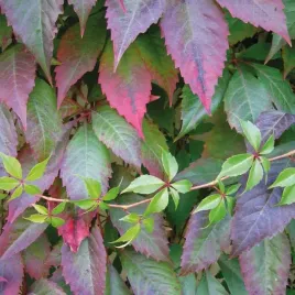 winobluszcz-pieciolistkowy-murorum-2l-pakiet-20-sztuk