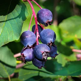 swidosliwa-olcholistna-amela-pbr-slodkie-i-soczyste-owoce-2l