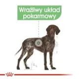 royal-ccn-maxi-digestive-care-3kg-karmy-specjalne-dla-psow-z-nadwrazliwoscia-pokarmowa