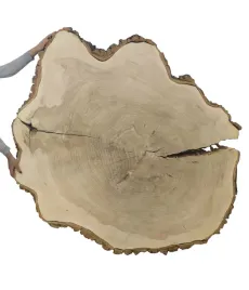 plaster-drewna-topola-blat-drewniany-na-stolik-kawowy-ogromny-unikat-113939