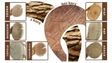 panel-dekoracyjny-drewniany-panel-scienny-plastry-debowe-76x38-dab-1szt-kod-producenta-psdm-076x038x03-ndl