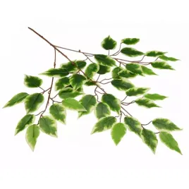 galazka-benjamina-cieniowana