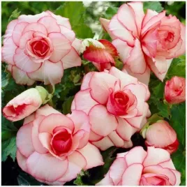 begonia-dwukolorowa-rozowa-biala-picotee-white-bulwy-1szt