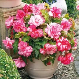 begonia-zwisajaca-cascade-florence-bialo-rozowa-duza-1-szt-bulwa-cebulka