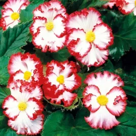 begonia-zwisajaca-crispa-marginata-pink-bialo-czerwona-zolta-1-szt-bulwa