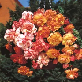 begonia-dwukolorowa-hanging-sensation-picotee-1szt-bulwa