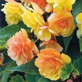 begonia-zwisajaca-cascade-sunrey-pomaranczowo-zolta-duza-szt-bulwa