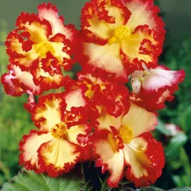begonia-zwisajaca-crispa-marginata-orange-czerwono-zolta-duza-szt-bulwa