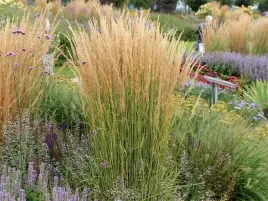 trzcinnik-ostrokwiatowy-overdam-brazowe-kwiaty-3l