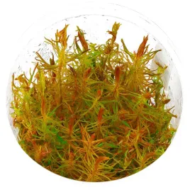 roslina-do-akwarium-rotala-vietnam-invitro-maly-kubek