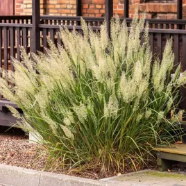 trzcinnik-krotkowlosy-3l-super-jakosc-pakiet-8-szt