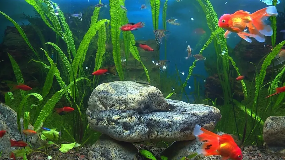 tropical-querex-30ml