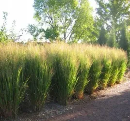 proso-rozgowate-northwind-3l-super-jakosc-pakiet-8-szt