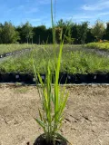 proso-rozgowate-northwind-3l-super-jakosc-roslina-w-postaci-sadzonka-w-pojemniku-2-3l