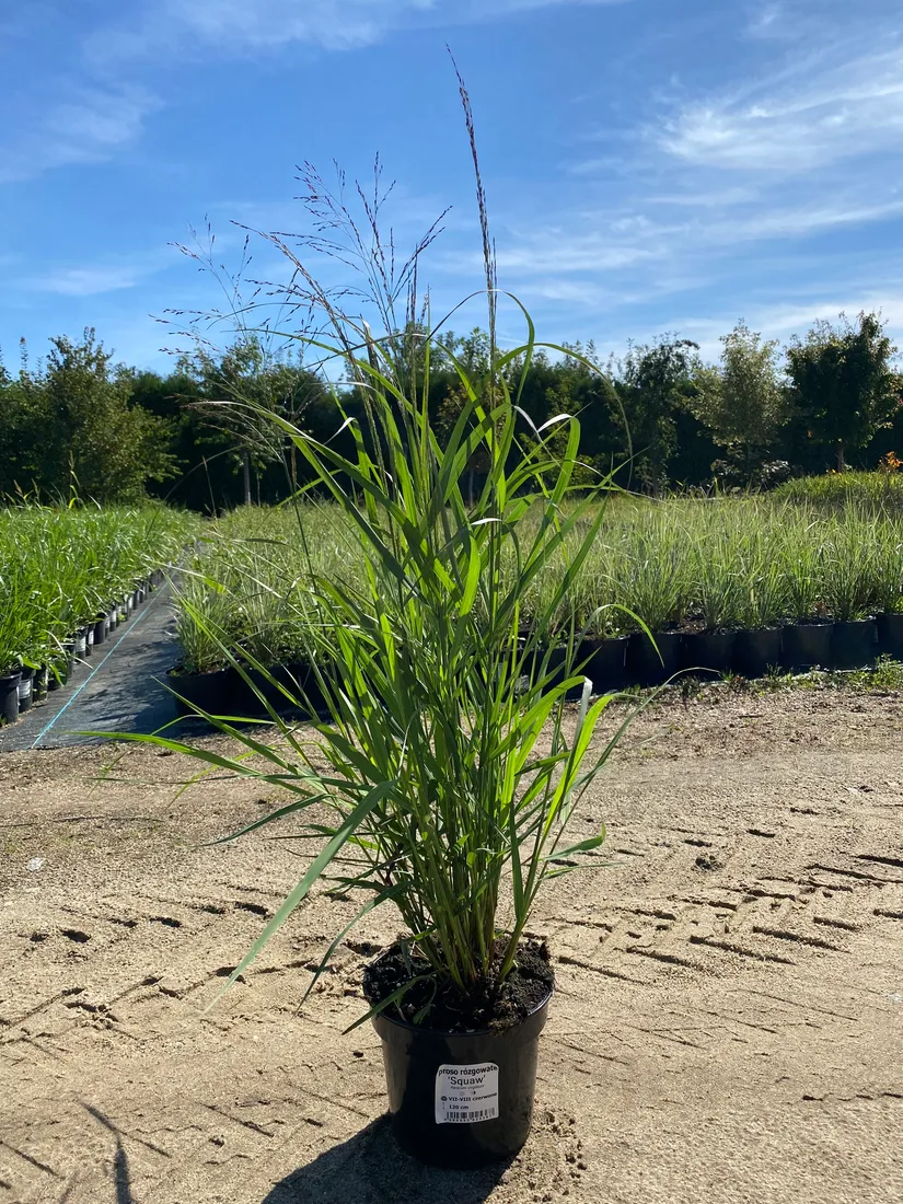 proso-rozgowate-squaw-3l-super-jakosc-styl-ogrod-nowoczesny-ogrod-wiejski-ogrod-srodziemnomorski