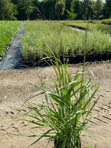 proso-rozgowate-squaw-3l-super-jakosc-waga-z-opakowaniem-15-kg