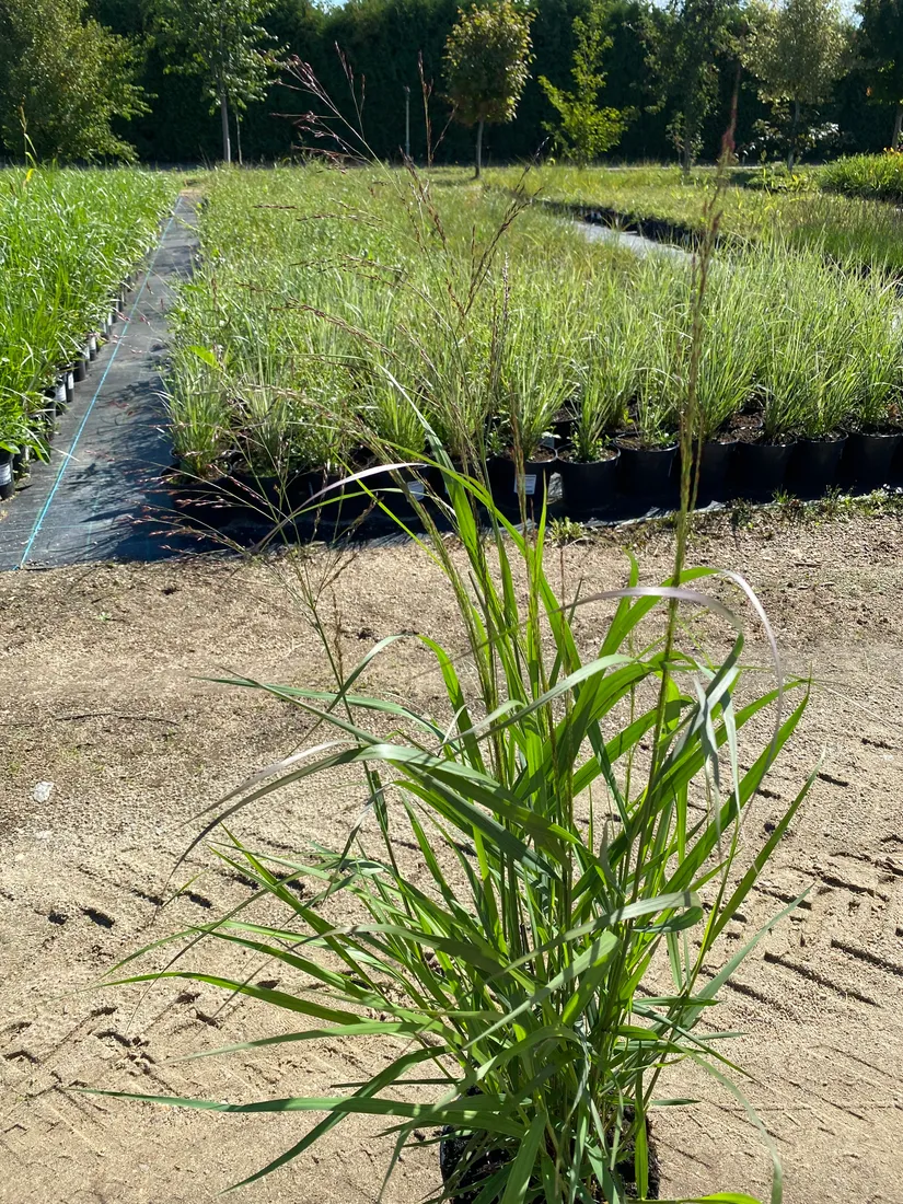 proso-rozgowate-squaw-3l-super-jakosc-styl-ogrod-nowoczesny-ogrod-wiejski-ogrod-srodziemnomorski
