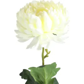 chryzantema-pojedynka-biala-80-cm