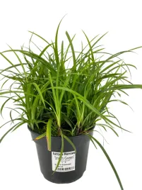 turzyca-morrowa-irish-green-3l-pakiet-8-szt