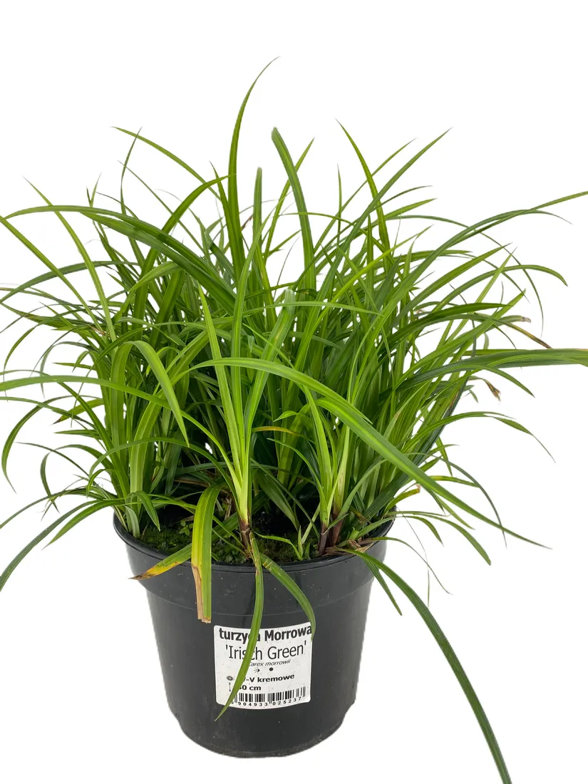 turzyca-morrowa-irish-green-3l-styl-ogrod-nowoczesny-ogrod-srodziemnomorski-ogrod-wiejski